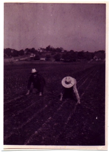 Working the Chester Meadows. Undated.